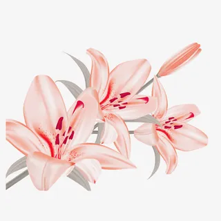 粉色百合花免抠