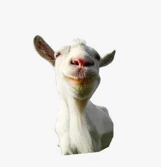 羊免抠