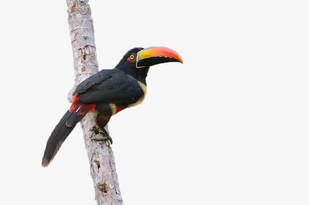 树枝上的大嘴鸟免抠