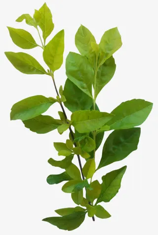 绿叶PNG免抠免抠