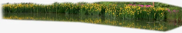 黄色小花温馨草地免抠