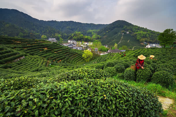 茶园绿色植物高山免抠