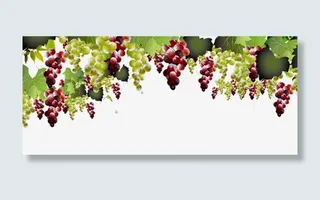 一排葡萄免抠