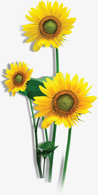 向日葵春天背景素材