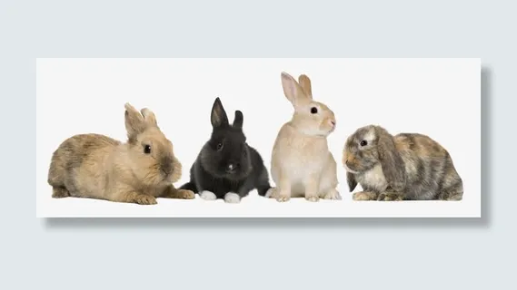 可爱的小兔子免抠