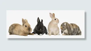 可爱的小兔子免抠