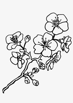 盛开的梅花简笔画免抠