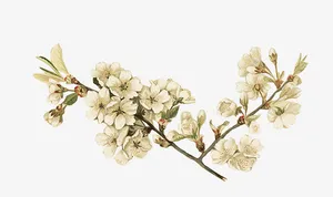 手绘复古白色花朵树枝免抠
