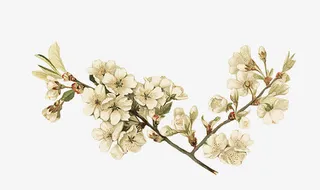 手绘复古白色花朵树枝免抠