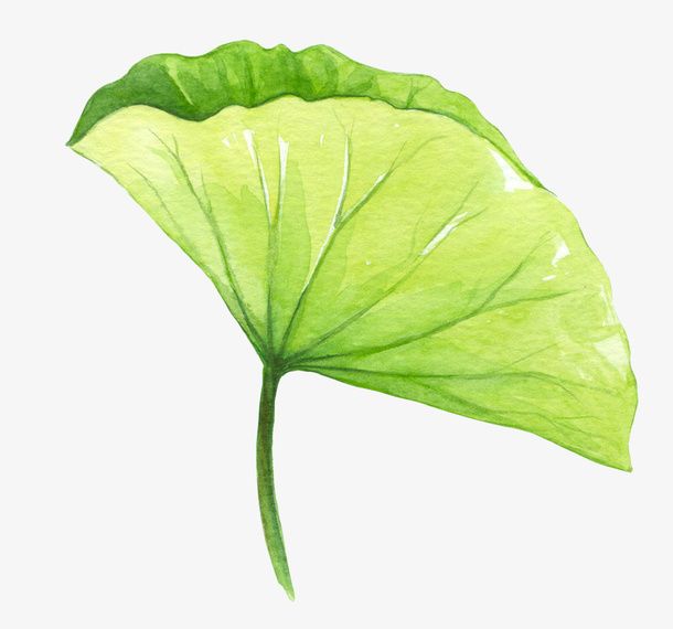 手绘水彩精美荷叶免抠