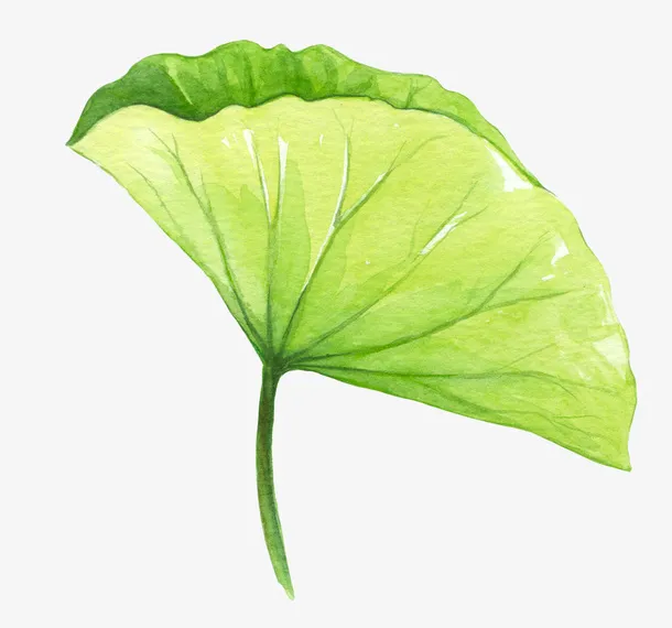 手绘水彩精美荷叶免抠