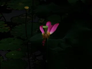 夏天的荷花十一高清