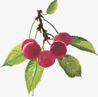 水果矢量图灯笼果樱桃车厘子免抠