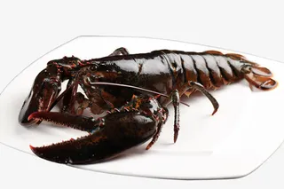 波士顿龙虾免抠