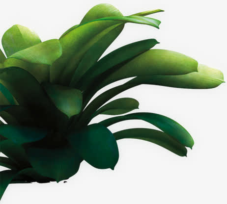 绿色叶子 高清免扣png素材免抠