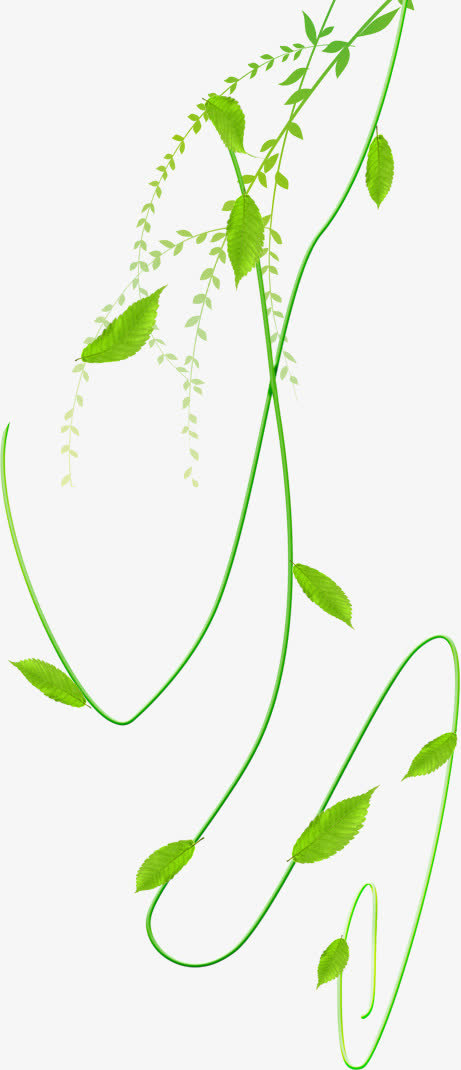 绿叶元素免抠