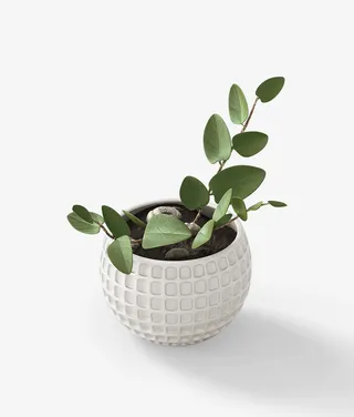 一盆绿叶植物素材免抠