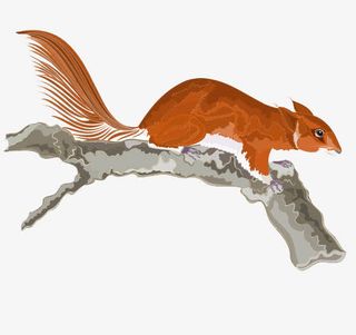 树枝上的松鼠免抠