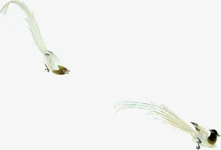 白色鱼儿唯美绘画免抠