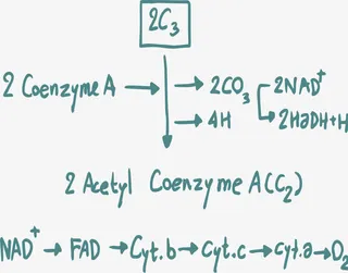 化学反应式免抠