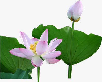 荷叶荷花风光手绘池塘免抠节日端午节元素