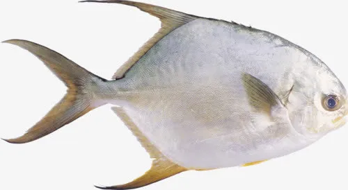 淡水鲜鱼免抠