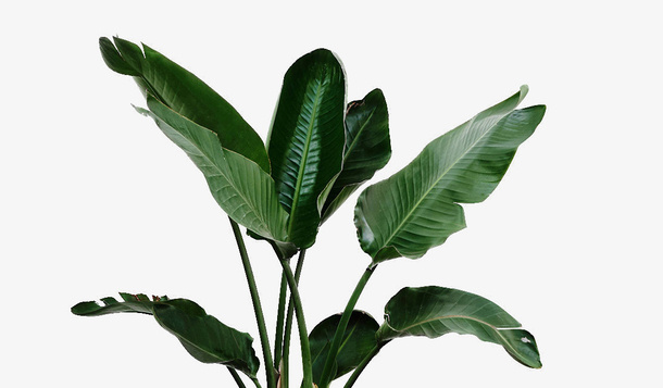 绿色植物素材PNG免抠