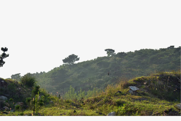 绿色的小山免抠