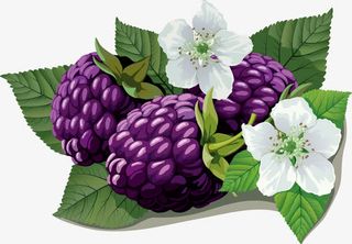 桑葚矢量图免抠