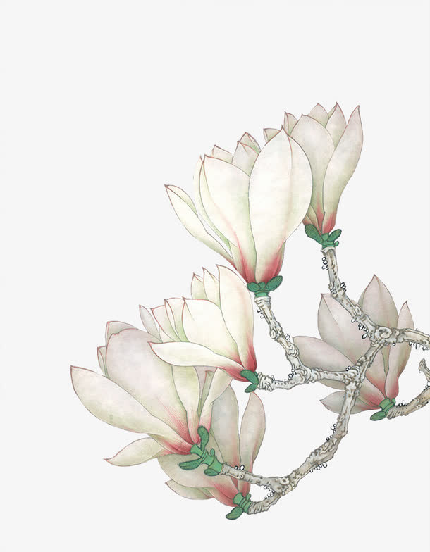 花枝免抠