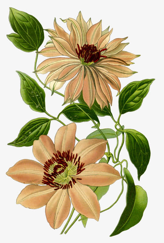 两朵白色的花免抠