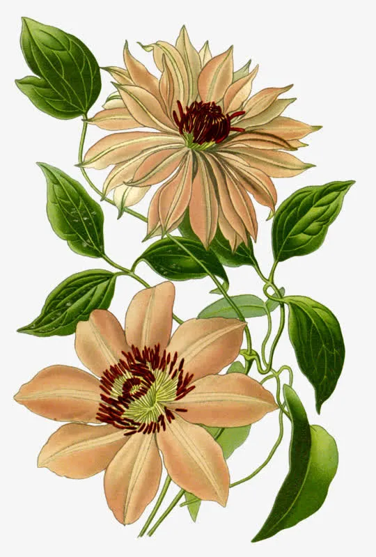 两朵白色的花免抠