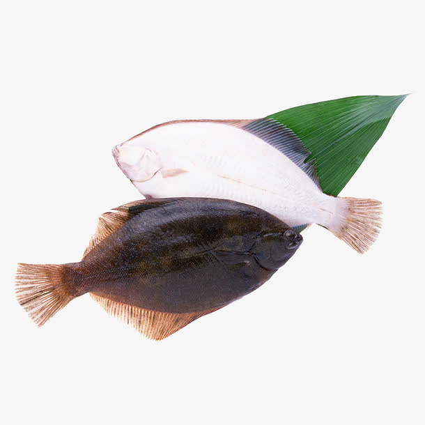 平头鲽鱼免抠