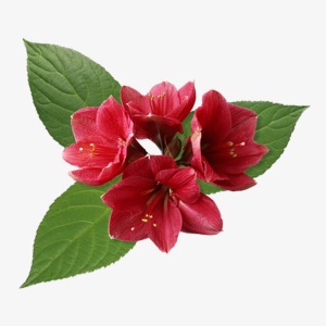 唯美鲜花免抠