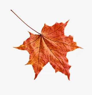 实物秋天落叶红叶枫叶免抠