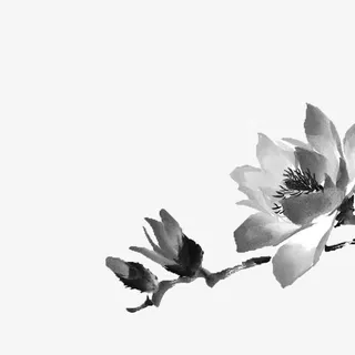 水墨玉兰花免抠