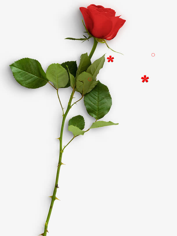 玫瑰花鲜花元素免抠