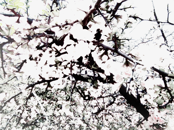 桃花二月免抠