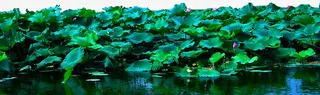 唯美荷花湖水素材图免抠