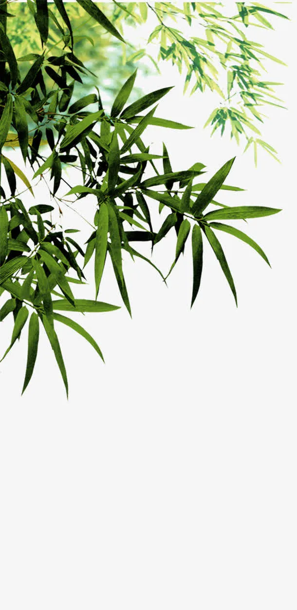 竹叶免抠