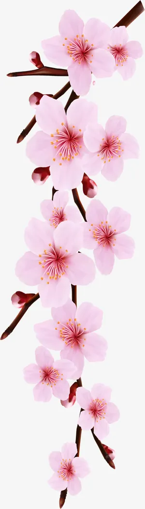 教师节海报效果植物桃花免抠