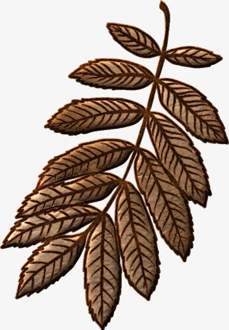手绘枯叶免抠