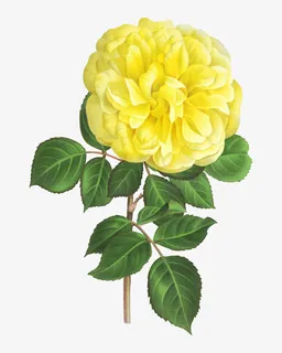 黄色硕大菊花图案免抠