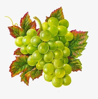 葡萄免抠