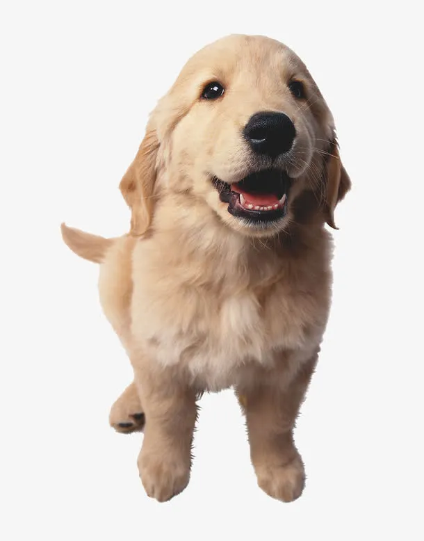 张开嘴的狗免抠