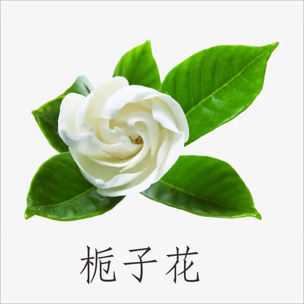 栀子花朵免抠
