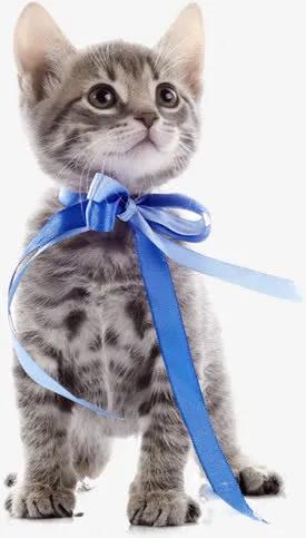 可爱宠物猫咪免扣素材免抠