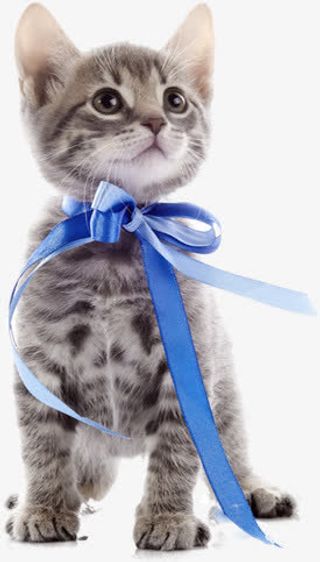 可爱宠物猫咪免扣素材免抠