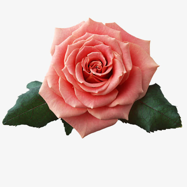 花水红色花朵绿叶免抠