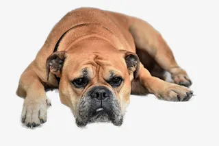 趴着的大狗狗免抠